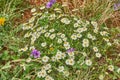 White Blackfoot daisy, Texas Wildflower mixed with Texas Stork`s Bill Royalty Free Stock Photo