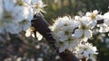 White Blackthorn Blossem Branch Royalty Free Stock Photo