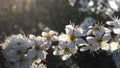 White Blackthorn Blossem Branch 3 Royalty Free Stock Photo