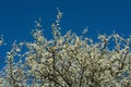 White Blackthorn blossom against a clear blue sky Royalty Free Stock Photo