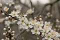 Bright white blackthorn blossoms on a twig