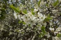 White blackthorn flowers