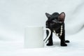 White blank coffee mug with a black kitten snuffing the handle of the cup Royalty Free Stock Photo