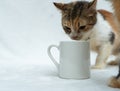 A white blank coffee mug featuring a brown white cat snuffing on to it on the white background Royalty Free Stock Photo