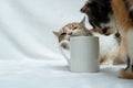 A white blank coffee mug featuring a brown white cat biting the top side while another cat looking on the white background Royalty Free Stock Photo