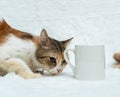 A white blank coffee mug featuring a cat snuffing the handle of the mug on the white background Royalty Free Stock Photo