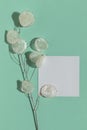 White blank greeting card with dried lunaria annua Royalty Free Stock Photo