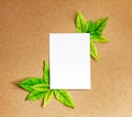 The White blank paper sheet with fresh spring green leafs borde Royalty Free Stock Photo