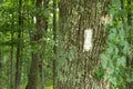 White Blaze on the Appalachian Trail