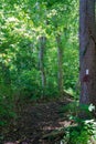 White Blaze on the Appalachian Trail