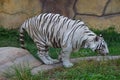 White or bleached tiger, typically a pigmentation variant of the Bengal tiger, trying to jump in captivity