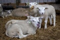 White bleating lamb, yeanling, amidst more lambs lying in the straw in a stable