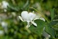 White Bleeding Heart Alba Lamprocapnos Spectabilis closeup horizontal Royalty Free Stock Photo