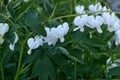 White Bleeding Heart Alba Lamprocapnos Spectabilis horizontal Royalty Free Stock Photo