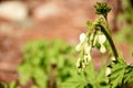 White Bleeding Heart Beginning to Bud in the Spring Royalty Free Stock Photo