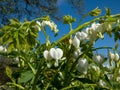 White bleeding heart (Dicentra spectabilis) \'Alba\' with arching sprays of pure white, heart-shaped flowers Royalty Free Stock Photo