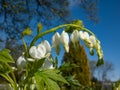 White bleeding heart (Dicentra spectabilis) \'Alba\' with arching sprays of pure white, heart-shaped flowers Royalty Free Stock Photo