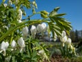 White bleeding heart (Dicentra spectabilis) \'Alba\' with arching sprays of pure white, heart-shaped flowers Royalty Free Stock Photo