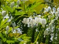 White bleeding heart Dicentra spectabilis `Alba` with divided, light green foliage and arching sprays of pure white, heart- Royalty Free Stock Photo