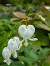 White bleeding heart (Dicentra spectabilis) \'Alba\' with arching sprays of pure white, heart- Royalty Free Stock Photo