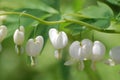 White Bleeding Heart Flower Blossoms Royalty Free Stock Photo