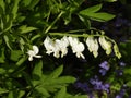 White Bleeding-Heart flowers great for wedding bouquet Royalty Free Stock Photo