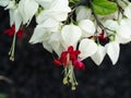 White bleeding Heart Flowers Royalty Free Stock Photo