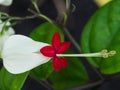 White bleeding Heart Flowers Royalty Free Stock Photo