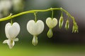 White bleeding heart flowers Royalty Free Stock Photo