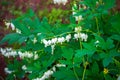 White bleeding heart flowers Dicentra spectabilis Alba in spring garden Royalty Free Stock Photo