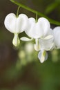 White bleeding heart flowers outside Royalty Free Stock Photo