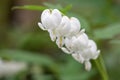 White Bleeding Heart Flowers on Vine Royalty Free Stock Photo