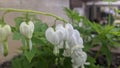 White Bleeding Hearts Royalty Free Stock Photo