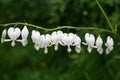 White Bleeding Hearts Royalty Free Stock Photo