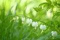 White Bleeding Hearts Royalty Free Stock Photo