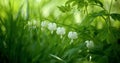 White Bleeding Hearts Royalty Free Stock Photo