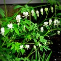 White Bleeding Hearts in a shade garden Royalty Free Stock Photo