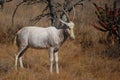 White blesbok (Damaliscus pygargus phillipsi) Royalty Free Stock Photo