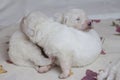 White blind newborn baby puppy cuddles with its brother puppy Royalty Free Stock Photo