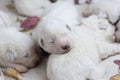 White blind newborn baby puppy sleeping next to other puppies Royalty Free Stock Photo