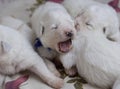 White blind newborn baby puppy yawns opened its mouth Royalty Free Stock Photo