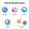 White blood cell types labeled examples educational vector illustration. Royalty Free Stock Photo