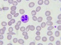 White blood cells