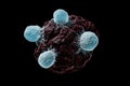 White blood cells, T lymphocytes or natural killers T attack a cancerous or infected cell 3D rendering illustration isolated on