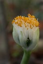 White Paintbrush Haemanthus albiflos close-up of a brush-like white flower