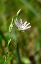 White bloom Royalty Free Stock Photo