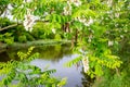 White bloom of the Acacia in the spring over big lake Spring time