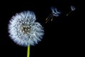 Bloom Dandelion spreading its seed in blowing wind isolated on black background Royalty Free Stock Photo