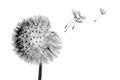 White bloom head Dandelion flower with flying seeds in wind isolated on black background