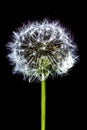 Bloom Dandelion spreading its seed in blowing wind isolated on black backgroundWhite bloom head Dandelion flower isolated on black Royalty Free Stock Photo